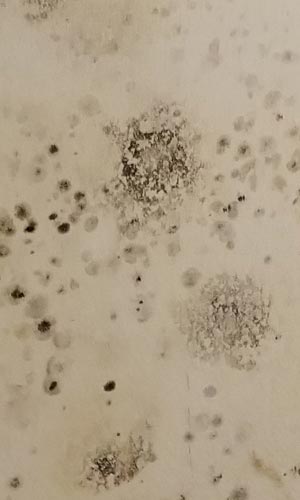 Water Damage Thousand Oaks